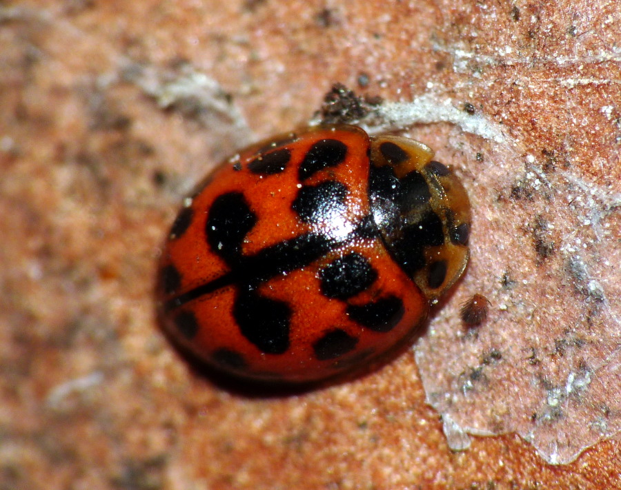 Identificazione coccinella 2: Harmonia axyridis